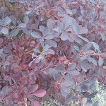 Berberis thunbergii Leaf