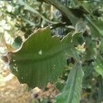 Euphorbia bougheyi Leaf
