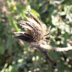 Hibiscus diversifolius Fruit