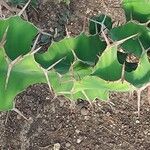 Euphorbia grandicornis Leaf