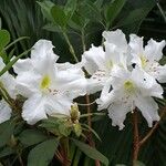 Rhododendron ciliicalyx Fiore