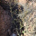 Abutilon palmeri Hábito