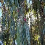 Eucalyptus sideroxylon Hoja