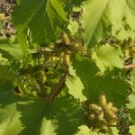 Xanthium orientale Leaf