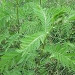 Tanacetum vulgareLeht