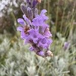 Lavandula latifolia花