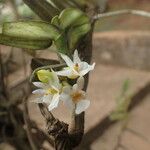 Calyptrochilum christyanum Flower