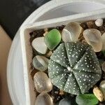 Astrophytum asterias 葉