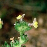 Linaria arenaria Ďalší