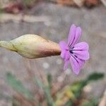 Petrorhagia prolifera Flower