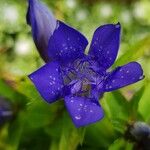 Gentiana septemfida Pall.Květ