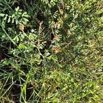 Indigofera schimperi 葉