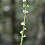 Angostura granulosa Virág