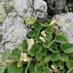 Asarina procumbens Habitus