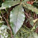 Ipomoea horsfalliae Blad