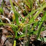 Carex oederi 叶