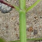 Stachys floridana বাকল