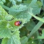 Lamium album Blatt