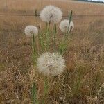 Tragopogon dubiusFruit