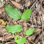 Prosartes hookeri Folha