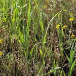 Pseudobahia peirsonii Hábito