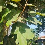 Pterospermum acerifolium Hoja