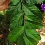 Brunfelsia grandiflora Leaf