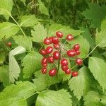 Actaea rubra 果實