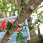 Hibiscus schizopetalus Bark