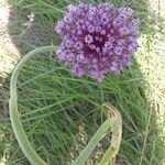 Allium ampeloprasum Λουλούδι