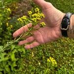 Solidago rigida Flor