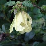 Pavonia schimperiana Blomst