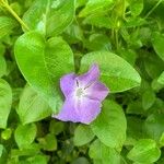 Vinca major Flor