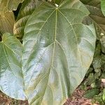 Pterygota brasiliensis 葉