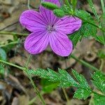 Geranium asphodeloides Кветка