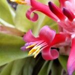 Billbergia pyramidalis Цвят