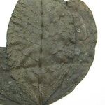 Neea floribunda Other