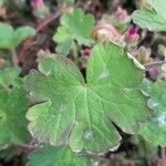 Geranium sibiricum List