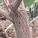 Mimusops caffra Bark