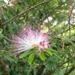 Calliandra selloi Kvet