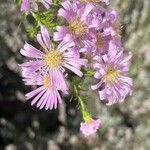 Symphyotrichum ericoides Flors