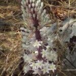 Drimia numidica Flower