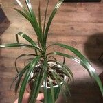 Dracaena reflexaЛист