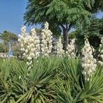 Yucca gloriosa Blomma