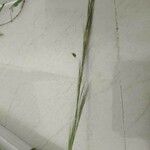 Festuca myuros Floare