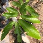 Cupania cinerea Leaf