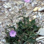 Lactuca quercina Habitus