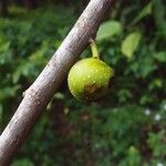 Ficus lateriflora Fruct