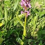 Orchis mascula आदत