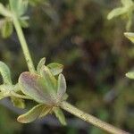 Veronica triphyllos Leaf